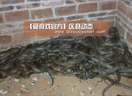 爱游戏赛事